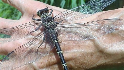 world's biggest dragonfly